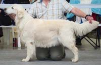 фото голдена Gold of Party Pesn Pesney