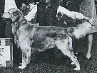 фото голдена Golden Pine's Courvoisier