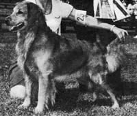 фото голдена Golden Pine's Gradene's