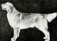 фото голдена Bargello's Prairie Flower