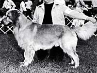 фото голдена Goldrush's Contender