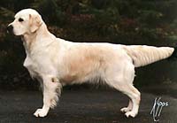 фото голдена Gunmarsh Octavia