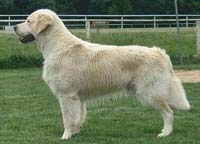 фото голдена Gunmarsh Xtrodinaire TAN