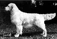 фото голдена Gwelo Sinbad Of Tamsbrook