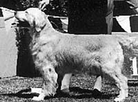 фото голдена Heathermist Commander