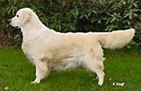 фото голдена High Endeavour's Active Royal Dutch