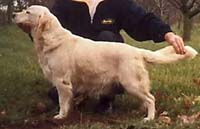 фото голдена Homokgyongy - Szigeti Aliza