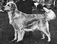 фото голдена Indanda Thembalisha