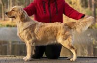 фото голдена Kalita Di Trui Je T`aime