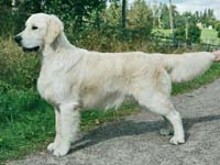 фото голдена Karvin Mailman