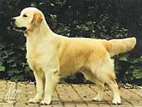 фото голдена Kimwhany O'Rourke Of Ritzilyn