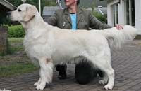 фото голдена Kozzmozz v.d. Beerse Hoeve