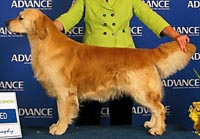 фото голдена Larbellah Team Leader