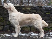 фото голдена Lawpark Jazz Singer at Tamniarn