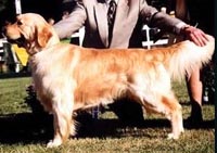 фото голдена Longborne Barclay