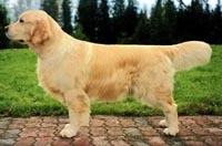 фото голдена Lorinford Harlequin