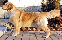 фото голдена Lorinford Hesperides