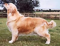 фото голдена Lorinford Lovestory