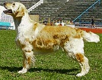 фото голдена Majik Greensleeves