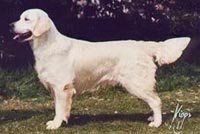 фото голдена Marjamez Matchmaker at Learmount