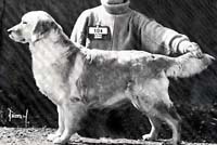 фото голдена Okus Qui Vive