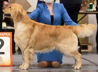 фото голдена Opium iz Sokolinogo Gnezda