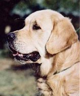 фото голдена Pastry-Cook of Golden Sportlight