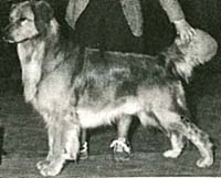 фото голдена Peachys Technical Knockout