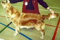 фото голдена Pearlbarn Confused With Purbarn