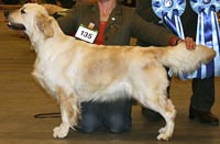 фото голдена Pixel Panic v. d. Beerse Hoeve  