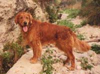 фото голдена Polarmarkens Norm