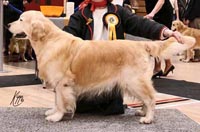 фото голдена Purbarn Xtra Thunderstorm