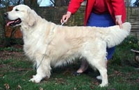 фото голдена Recital Simgold of Camrose