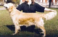 фото голдена Retriver Iliko