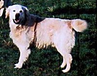 фото голдена Ritzilyn Billy Gumbo