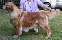 фото голдена Ritzilyn Chase Me Charlie