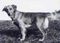 фото голдена Rowera Heksa