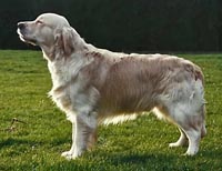 фото голдена Seamourne Seashanty