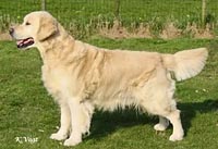 фото голдена Secret Dream Summertime Bo Gyi