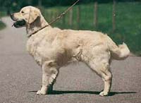 фото голдена Shantey Master of the House