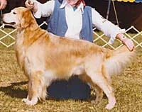 фото голдена Sir Duncan Of Woodbury