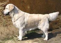 фото голдена Skandi Sanraiz Wizardy