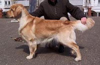 фото голдена Smolib Bard Darling