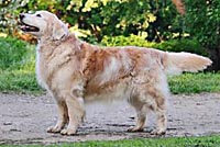 фото голдена Smolib Suzan Efri