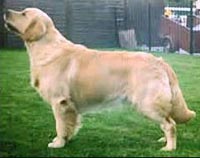 фото голдена Stanroph Soul Searcher by Alibren