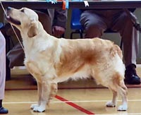 фото голдена Stormerick Sante Katarina