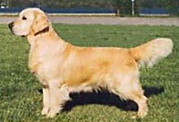 фото голдена Styal Sheer Scandal