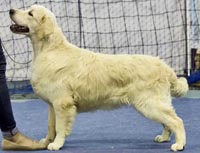 фото голдена Tamniarn Johnny Jump Up to Meiepere