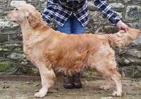 фото голдена Tamniarn Sybil