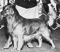 фото голдена Tangleburr's Brass Band